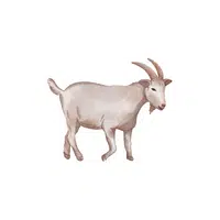 Mountain goat in English