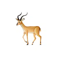 Antelope in English