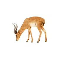 Gazelle in English