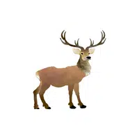 Reindeer in English