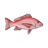 Sea Animals Name |Red Snapper in English