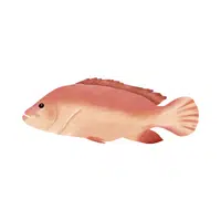 Sea Animals Name | Grouper in English