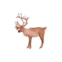 Caribou in English
