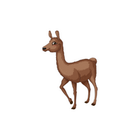 List of Mammals Animals Name |Okapi in English