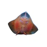 Sea Animals Name |Skate in English