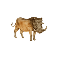 List of Mammals Animals Name |Warthog in English