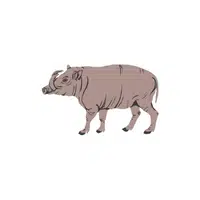 List of Mammals Animals Name |Babirusa in English