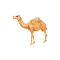 Dromedary in English
