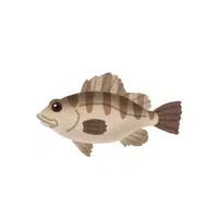 Sea Animals Name | Rockfish in English