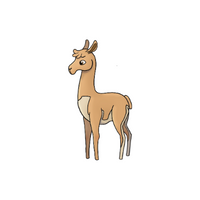 List of Mammals Animals Name |Vicuña in English