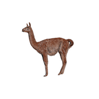 List of Mammals Animals Name |Guanaco in English