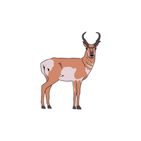 List of Mammals Animals Name |Pronghorn in English