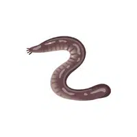 Sea Animals Name |Hagfish in English