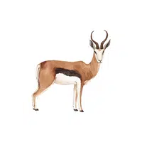 List of Mammals Animals Name |Chamois in English