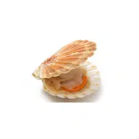 Scallop in English