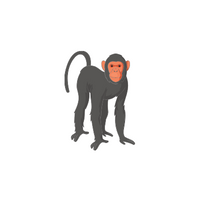 List of Mammals Animals Name |Bonobo in English
