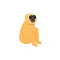 List of Mammals Animals Name |Gibbon in English