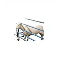 Homes of Animals |Goat in English