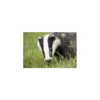 Badger in English