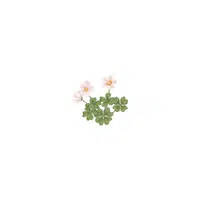 Wood Sorrel in English