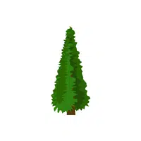 Types of Trees names |Conifer in English