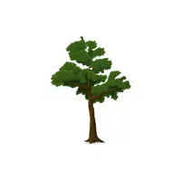 Types of Trees names |Rosewood Tree in English