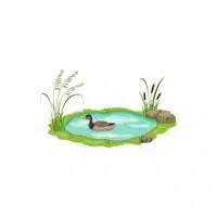 Homes of Animals |Duck in English