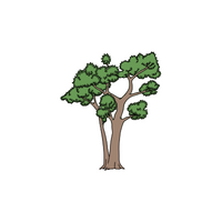 Types of Trees names | Eucalyptus in English