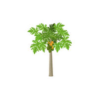 Types of Trees names |Papaya in English