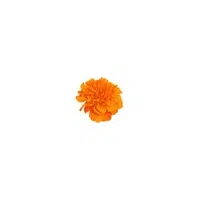 types of flower names| marigold in English
