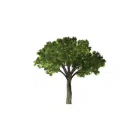 Types of Trees names | Neem in English