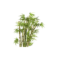 Bamboo in English