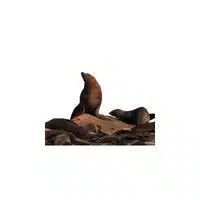 Homes of Animals |Seal in English