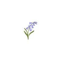 types of flower names | Bluebell in English