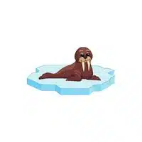 Homes of Animals | Walrus in English