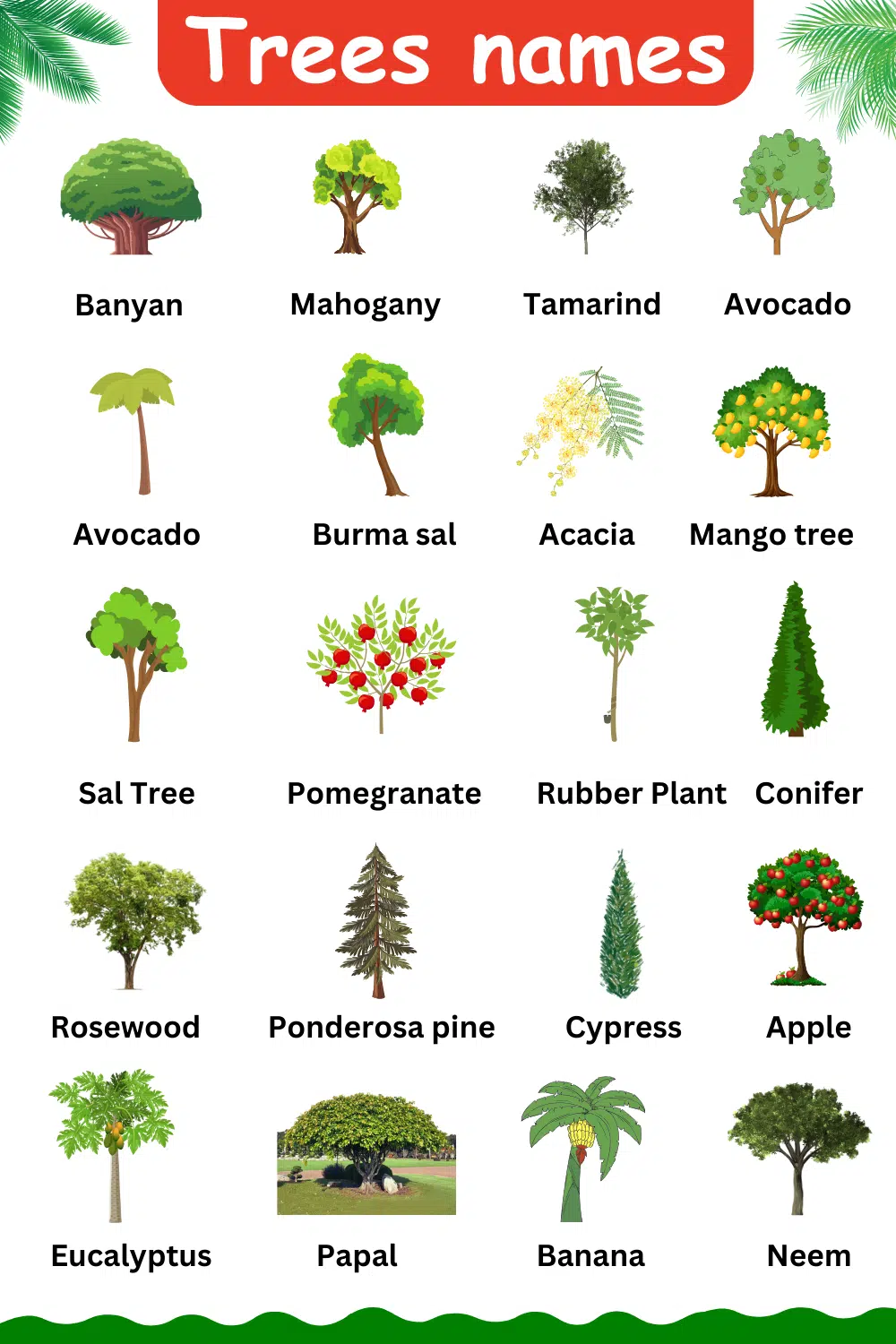 Trees Names in English