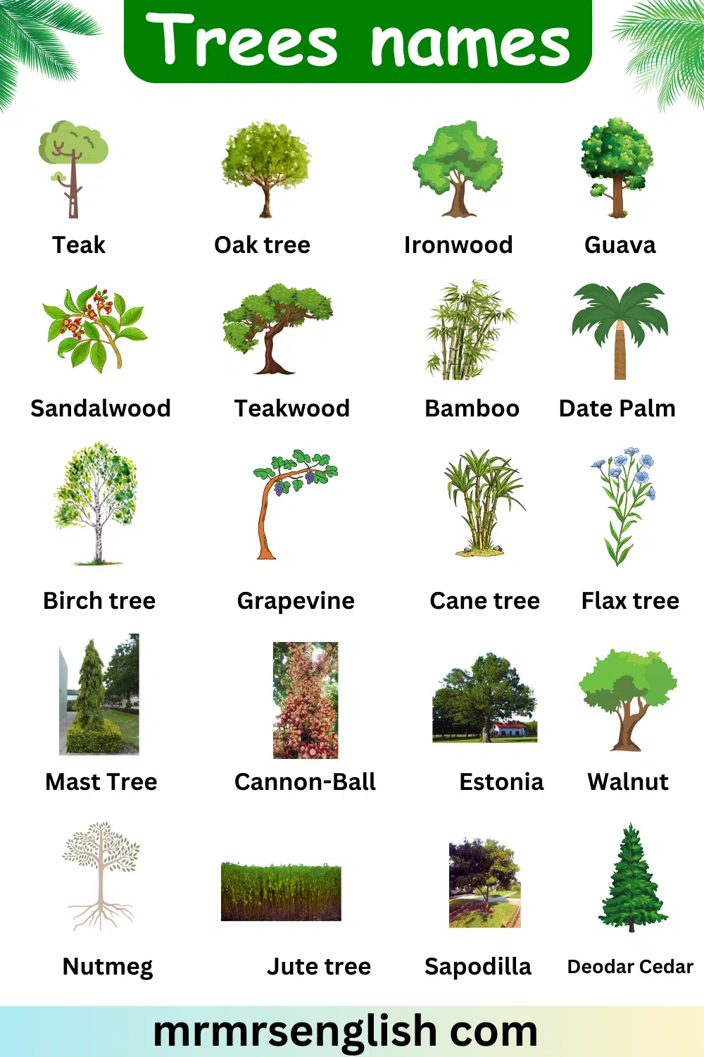 picture of Trees names in English 
