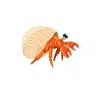 Homes of Animals |Squid  in English