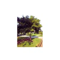 Sapodilla in English