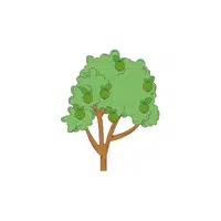 Types of Trees names |Avocado in English