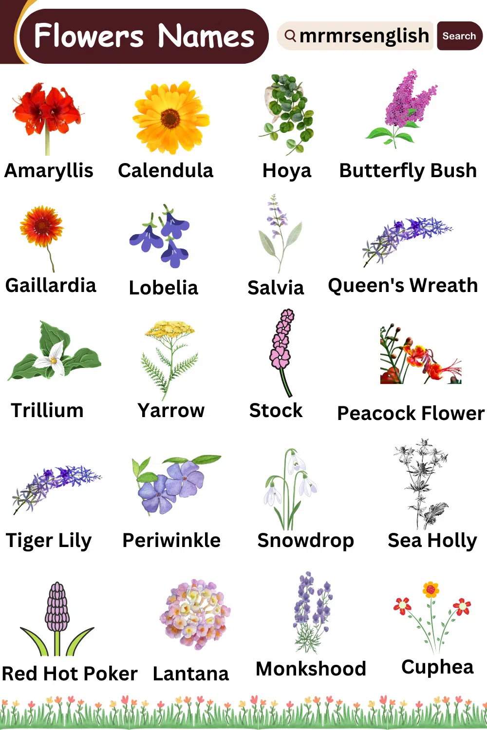 Names of Flowers with Pictures in English