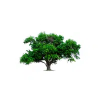 Types of Trees names |Ebony in English