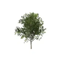 Types of Trees names |Tamarind Tree in English