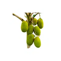 Types of Trees names |Jack Fruit Tree in English