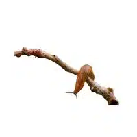 Homes of Animals |Slug in English