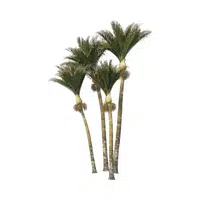 Types of Trees names |Betel Nut Tree in English