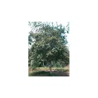 Types of Trees names |Beal Tree in English