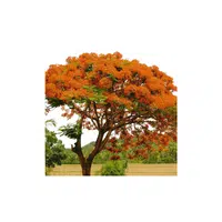 Types of Trees names | Goldmohur Tree in English