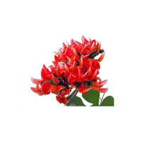 Bastard Teak in English