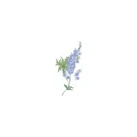 types of flower names | Delphinium in English